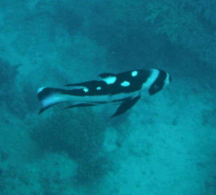 Hausriff Arabia Azur