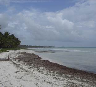 Saona