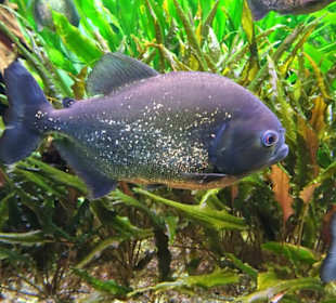 Im Aquarium des "Haus der Natur"