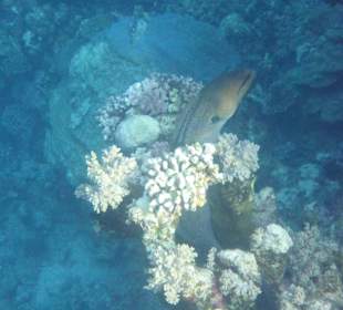 Schnorcheln Marsa Alam