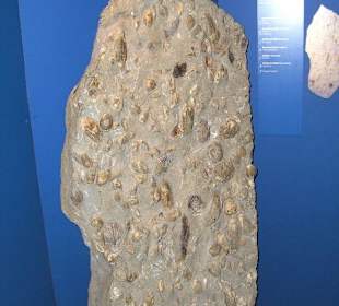 Fossilienplatte im Gletschergarten Luzern