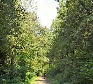 Impressionen aus dem Neuenburger Urwald