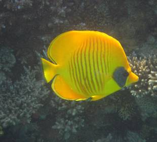 Schnorcheln im Hausriff