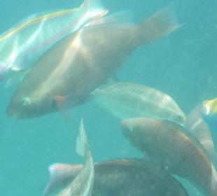 Viele Fische am Hausriff