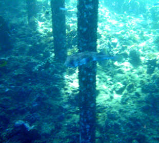 Schnorcheln Marsa Alam