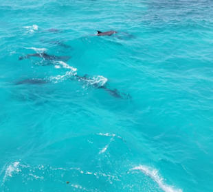 Die Crew hat sie gefunden