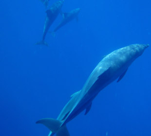 Delfine in der Bucht März