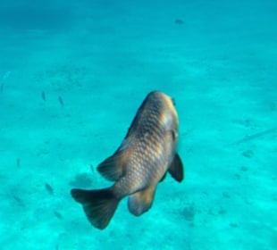 Hausriff - iPhone 5 im DiCAPac Plastik Case