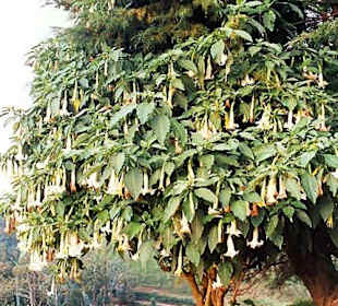 Im Garten des Savoyhotels in Ooty