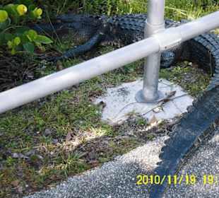 Alligator neben Zugang zum Aussichtsturm