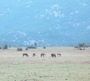 Wildpferde im Taurus - Gebirge