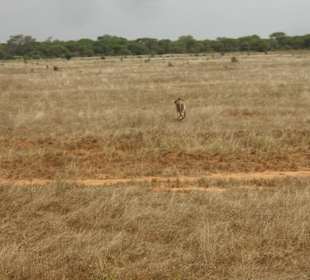 Tsavo Ost