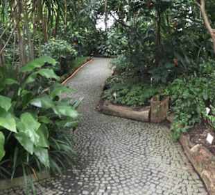 Tropenhaus - Schaugewächs -  Botanischer Garten