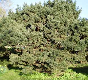 Łazienki Królewskie