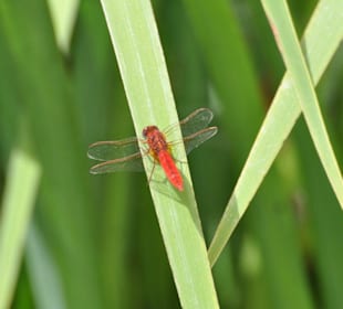 Jardín de Aclimatación de La Orotava