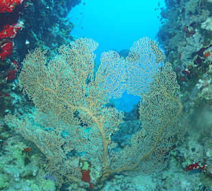 Tauchbasis Wonderful Dive