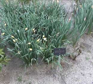 Real Jardín Botánico de Madrid