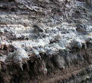 Flechtenbildung auf Lavagestein