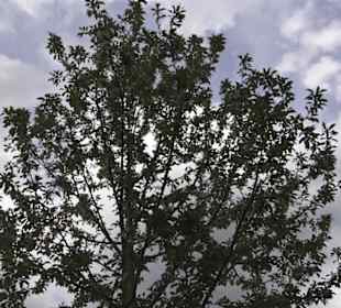 Lehrpfad Bäume des Jahres