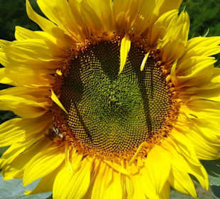 Blumenwiesen am Echternacher See