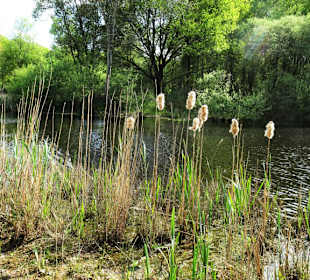 Eindrücke aus dem Stadtwald Oldenburg