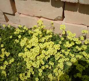 Tempelanlage Hagar Qim