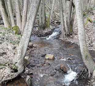 Eindruck vom Köhlerpfad