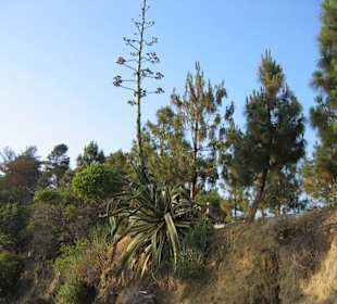Griffith Park
