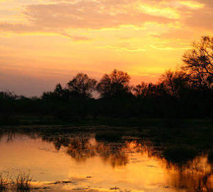 Sonnenuntergang im Moremi Park