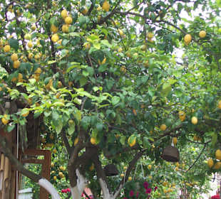 Schöne Zitronenbäume im Lemon Garten