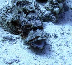 Nurkowanie w Sharm el Sheikh - podwodne życie