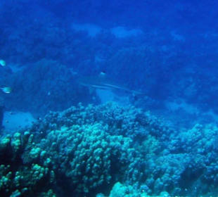 Schwarzspitzenriffhai Schnorcheln Gorgonia Beach