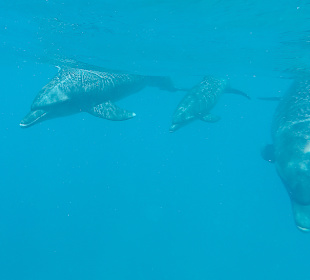 Delfin Tour Makadi Bay