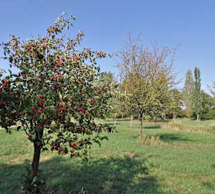 Der sommerliche Baumpark Thedinghausen