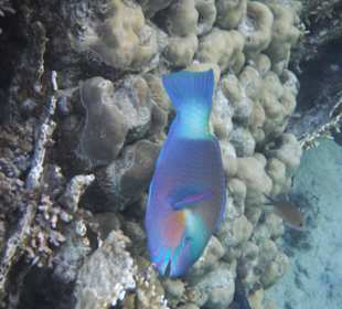 Papageienfisch