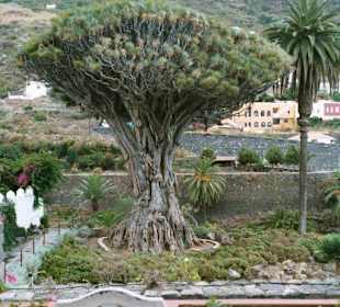 Der Drachenbaum