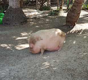 Rundreise Costa Rica Pazifikküste