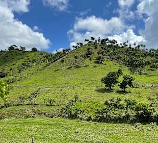 Stadtrundfahrt Bavaro