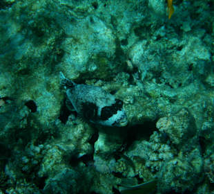 Hausriff - Hotel Bel Air Azur Resort