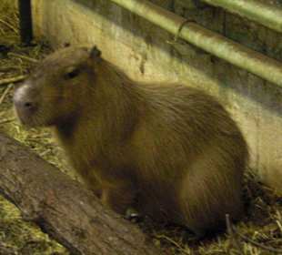 Wasserschwein