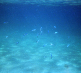 Einmalige Korallenwelt am Strand