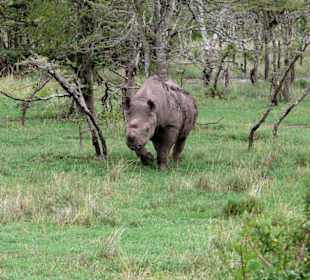 Baracka kommt geflogen