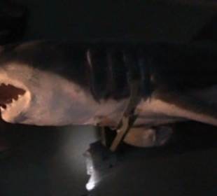 Naturhistorisches Museum