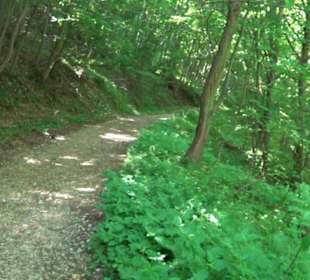 Premiumwanderweg "hochgelegen"