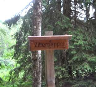 Waldlehrpfad in Tieringen