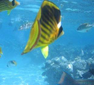 Nirgendwo schöner und "greifbarer"