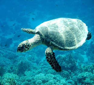 Schildkröte direkt am Steg zusehen