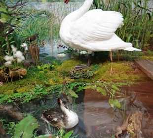 Diorama im Naturkundemuseum Coburg