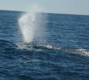 Whalewatching in Kaikoura