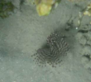 Kleiner Strahlenfeuerfisch 